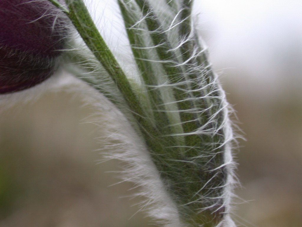 Pulsatilla vulgaris / Pulsatilla comune